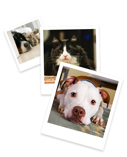 Roborock Qrevo Edge Series