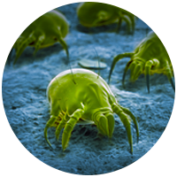Roborock H6 help you get rid of 10-40 μm dust mites Roborock H6 help you get rid of 10-40 μm dust mites